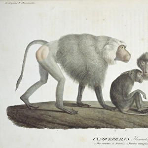 Papio hamadryas, hamadryas baboon