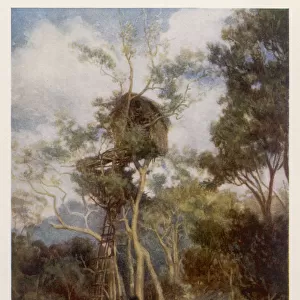 PAPUA / TREE HOUSE 1911