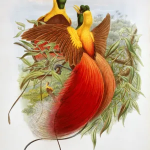 Paradisaea rubra, red bird-of-paradise