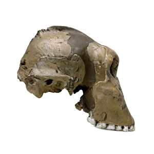 Paranthropus boisei (Zinjanthropus) cranium (OH5)