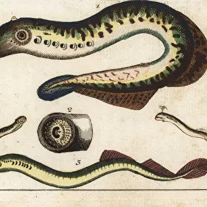 Parasitic lamprey eels