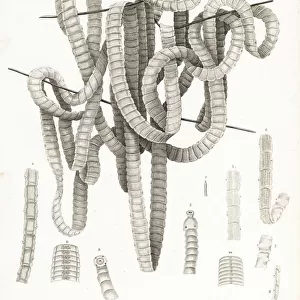 Parasitic tapeworm of the genus Taenia
