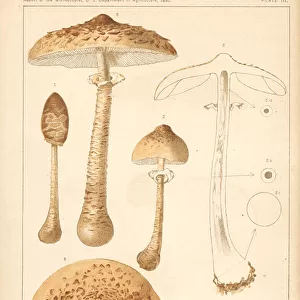 Parasol mushroom, Macrolepiota procera or Lepiota procera
