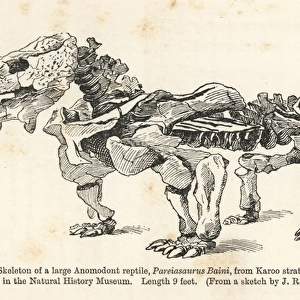 Pareiasaurus serridens skeleton