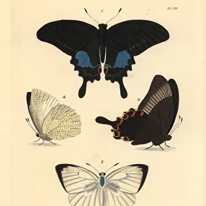 Paris peacock and mottled emigrant butterfly