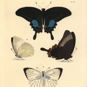 Paris peacock and mottled emigrant butterfly