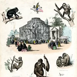 Paris Zoo - Monkeys