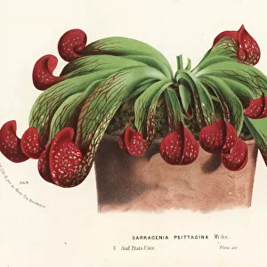 Parrot pitcher plant, Sarracenia psittacina