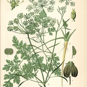 Parsley, Petroselinum crispum