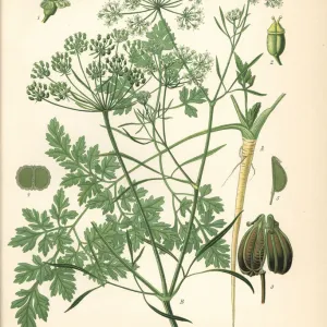 Parsley, Petroselinum crispum