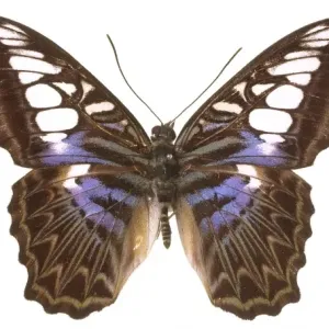 Parthenos sylvia lilacinus, clipper butterfly Parthenos sylvia lilacinus, clipper butterfly