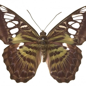 Parthenos sylvia virens, clipper butterfly