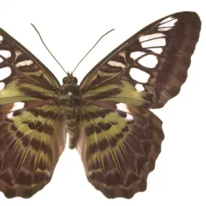 Parthenos sylvia virens, clipper butterfly