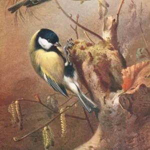 Parus ater, coal tit, Parus major, great tit