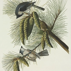 Parus bicolor, tufted titmouse