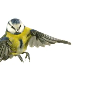 Parus caeruleus, blue tit