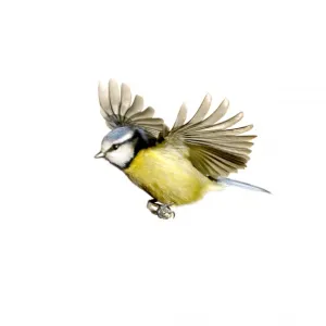 Parus caeruleus, blue tit