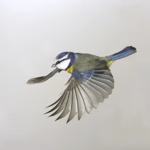 Parus caeruleus, blue tit