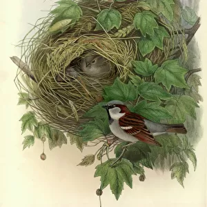Passer domesticus, house sparrow