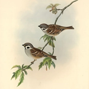 Passer montanus, Eurasian tree sparrow