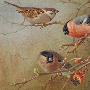 Passer montanus, tree sparrow, Pyrrhula pyrrhula, Eurasian b