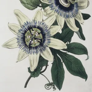 Passiflora caerulea, blue passion flower