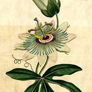 Passiflora Coerulea, Common Passion-Flower