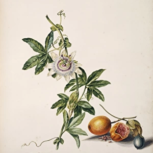Passiflora edulis, passion fruit