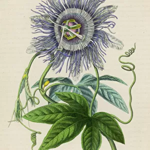 Passiflora -- Passion Flower