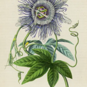 Passiflora -- Passion Flower