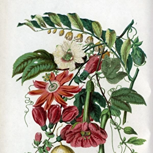 Passifloraceae - Passion-Flower