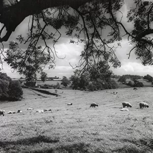 A pastoral landscape near Nobottle, Northamptonshire, England. Date: 1950s