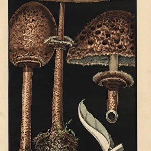 Pasture or parasol mushroom, Agaricus procerus, edible