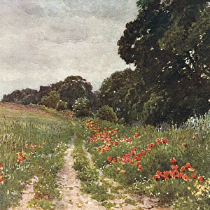 Path in Poppy Field