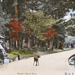 Path to the Shinto Kasuga Shrine at Nara, Japan - Deer Park