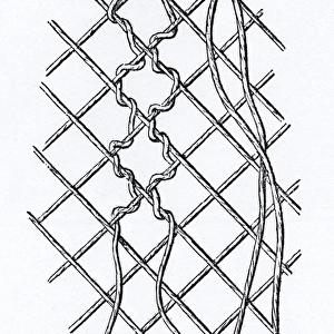 Pattern of Threads in Bobbin-net Lace