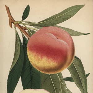 Peach a Bec, Prunus persica cultivar