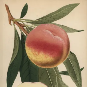 Peach a Bec, Prunus persica cultivar