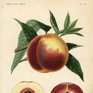 Peach fruit, Prunus persica