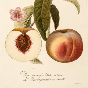 Two peaches: whole and section