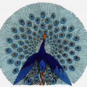 Peacock design in an advertisement for stockings