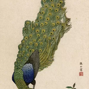 A Peacock by Mori Tessan