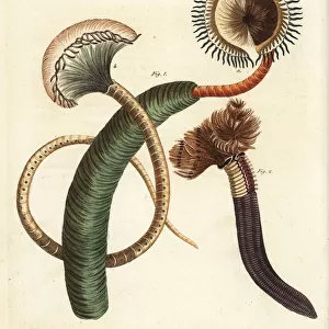 Peacock worm, Sabella pavonina, and feather