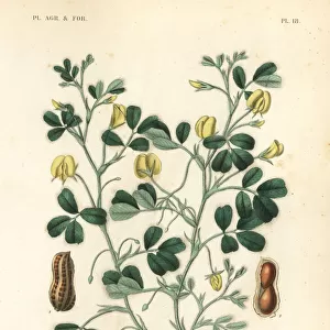 Peanut or groundnut, Arachis hypogaea