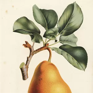 Pear variety, Jules d Airoles, Pyrus communis