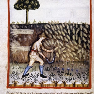 Peasant mowing a field of wheat with a sickle. Miniature. Ta