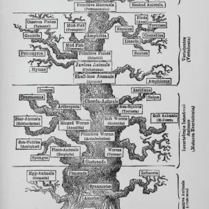 Pedigree of Man