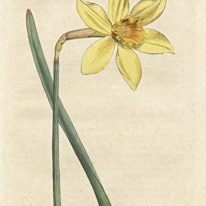 Peerless daffodil, Narcissus incomparabilis