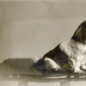 Pekingese Circa 1915