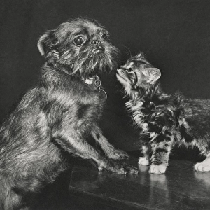 Pekingese dog and tabby kitten